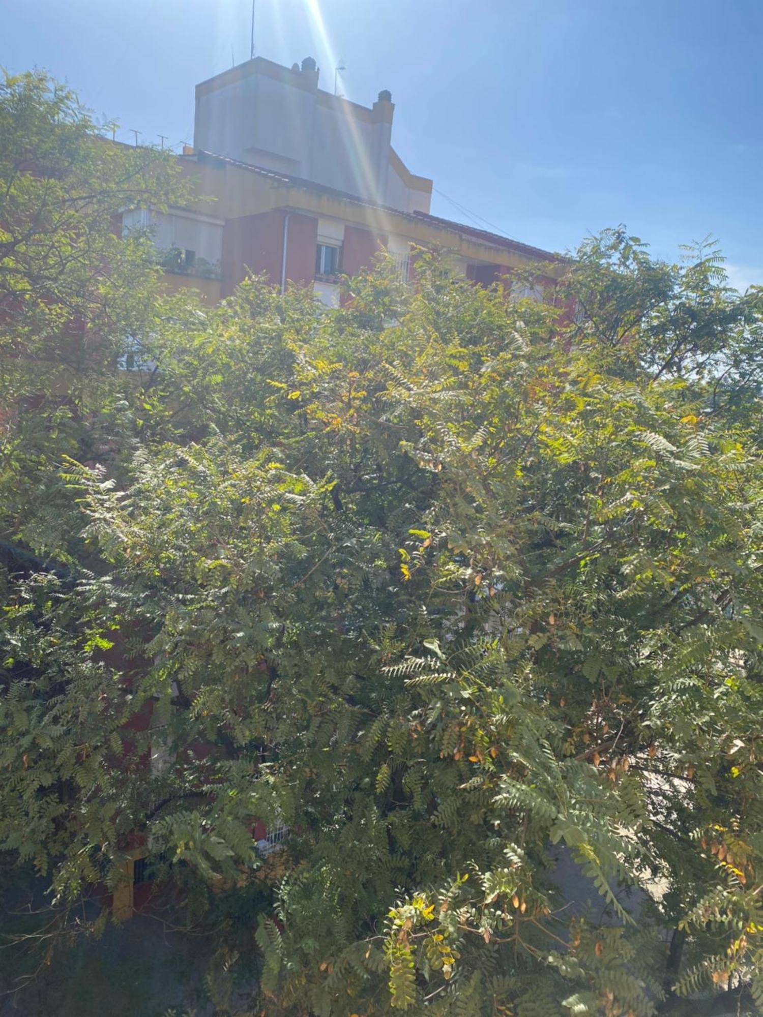 Shared Apartment! Piso Compartido! Общая Квартира! Sevilla Exterior foto